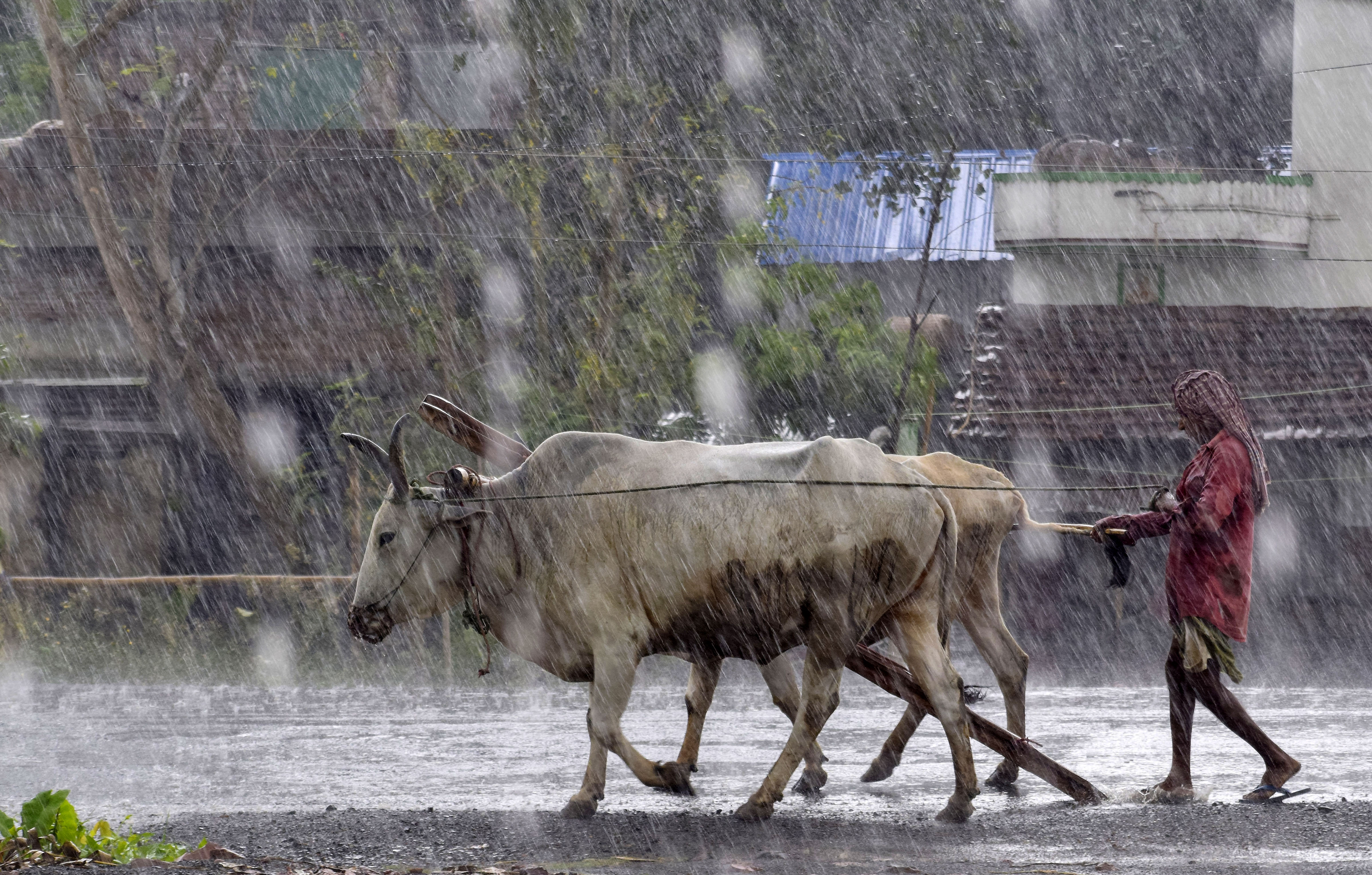 A farmer with his bulls on the way to his home during heavy rain caused by Cyclone Asani, in Nadia, Monday. (PTI) A farmer with his bulls on the way to his home during heavy rain caused by Cyclone Asani, in Nadia, Monday. (PTI)