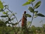 DDA officials said they are also struggling to provide land for compensatory afforestation.