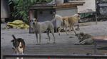 Chandigarh MC has failed to award the contract of the stray dog sterilisation project for a year. (HT Photo) Chandigarh MC has failed to award the contract of the stray dog sterilisation project for a year. (HT Photo)