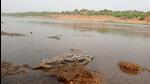 Bombay Natural History Society (BNHS), an NGO involved in conservation and biodiversity research, tweeted a video on Wednesday showing a drowned birdling. (BNHS) Bombay Natural History Society (BNHS), an NGO involved in conservation and biodiversity research, tweeted a video on Wednesday showing a drowned birdling. (BNHS)