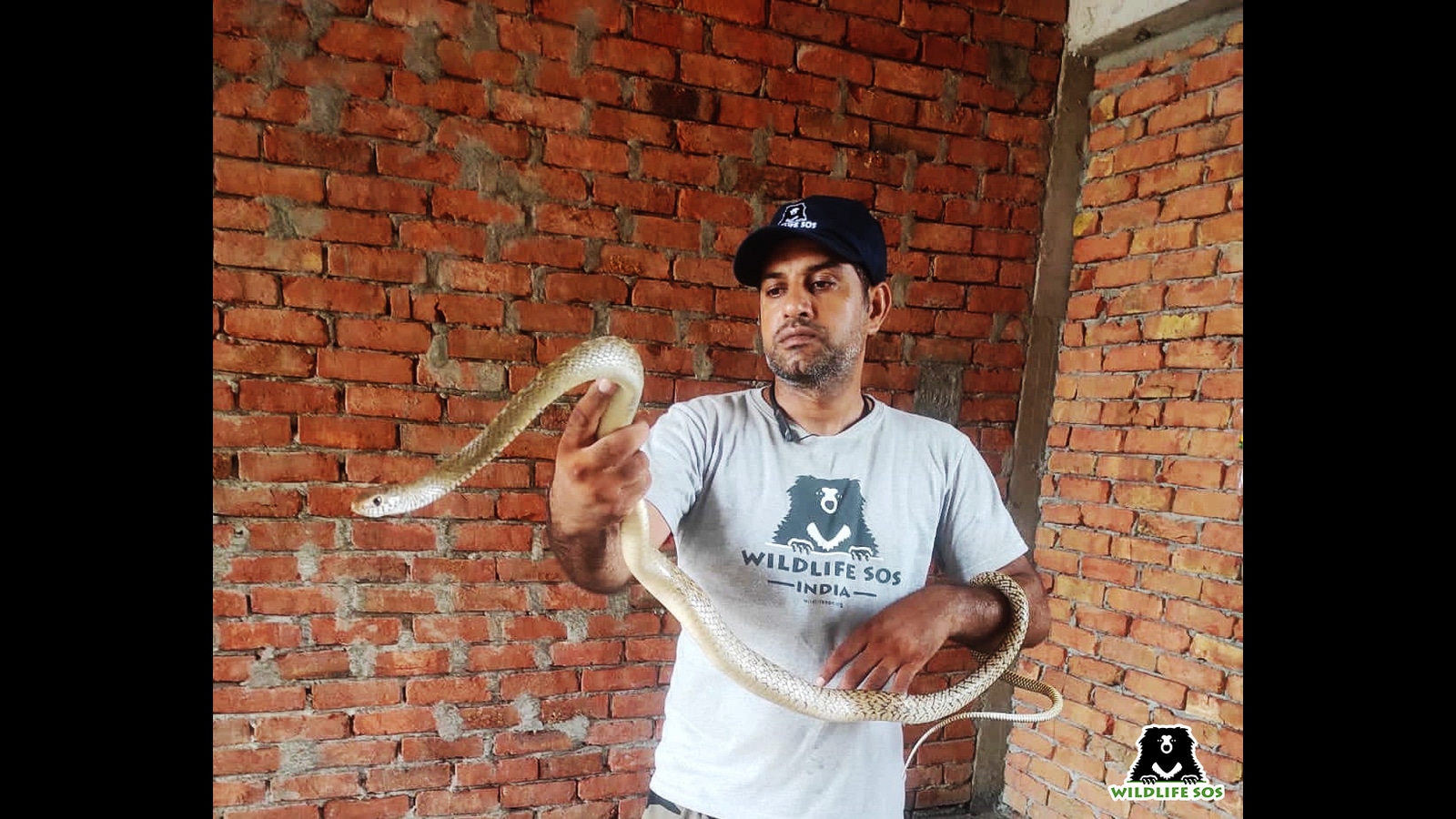 In Agra, rising heat forces reptiles to move out, seek cooler places