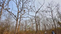 Sanjay Gandhi National Park HT File Photo