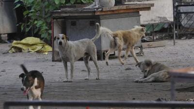 Chandigarh MC has failed to award the contract of the stray dog sterilisation project for a year. (HT Photo) Chandigarh MC has failed to award the contract of the stray dog sterilisation project for a year. (HT Photo)