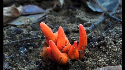 This undated handout picture taken by Ray Palmer and released by James Cook University Australia on October 3, 2019, shows Poison Fire Coral fungus growing in Redlynch Valley, a suburb of Cairns. - (AFP) This undated handout picture taken by Ray Palmer and released by James Cook University Australia on October 3, 2019, shows Poison Fire Coral fungus growing in Redlynch Valley, a suburb of Cairns. - (AFP)