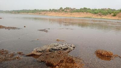 Bombay Natural History Society (BNHS), an NGO involved in conservation and biodiversity research, tweeted a video on Wednesday showing a drowned birdling. (BNHS) Bombay Natural History Society (BNHS), an NGO involved in conservation and biodiversity research, tweeted a video on Wednesday showing a drowned birdling. (BNHS)