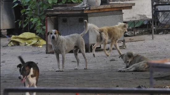 Chandigarh MC has failed to award the contract of the stray dog sterilisation project for a year. (HT Photo)