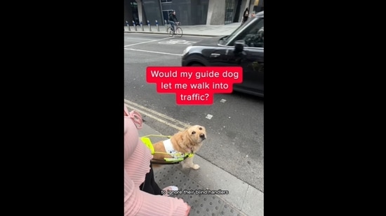 why do dogs ignore commands