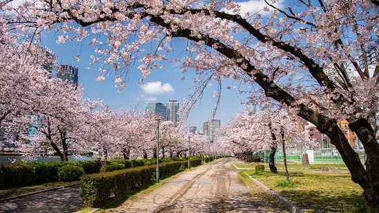 Japan missing out on $37 billion pre-pandemic tourist numbers despite weak yen (File Photo)