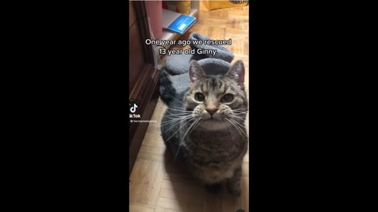 13 year old cat in sales cat years