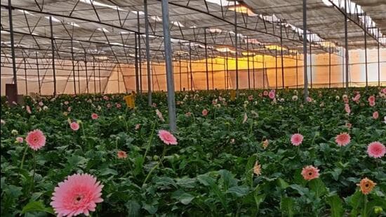 The Uttar Pradesh government may also think of conversion of some ongoing schemes to promote floriculture. (REPRESENTATIVE IMAGE )