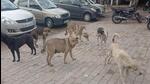 Panckula MC’s sterilisation has been unable to keep pace with the rising population of stray dogs. (HT Photo) Panckula MC’s sterilisation has been unable to keep pace with the rising population of stray dogs. (HT Photo)