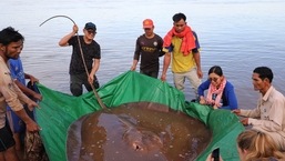 This handout photo taken on May 5, 2022 and released on May 10 by the US-funded Wonders of the Mekong project shows a female giant freshwater stingray -- weighing 400 pounds (181 kg) and measuring 13 feet (3.96 metres) in length -- that was caught and released in the Mekong River in Cambodia's Stung Treng province. CREDIT "AFP PHOTO / WONDERS OF THE MEKONG / Chhut Chheana"