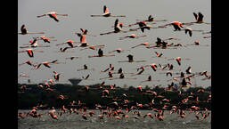 Navi Mumbai environmentalists have now come together to organise the first ever Flamingo Festival in the city on May 14. (HT FILE PHOTO)