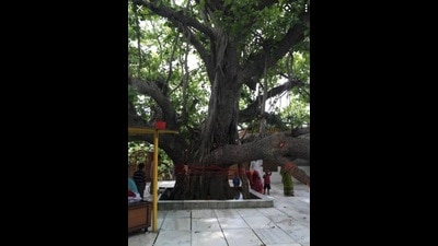 Akshayvatvriksh ( undying Banyan tree) at Shukteerth. It is believed that Shukdev Rishi narrated Bhagwat Katha to Raja Parikshit, grandson of Arjun, under this tree. (HT Photo) Akshayvatvriksh ( undying Banyan tree) at Shukteerth. It is believed that Shukdev Rishi narrated Bhagwat Katha to Raja Parikshit, grandson of Arjun, under this tree. (HT Photo)