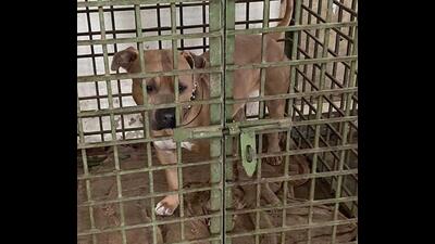 Even as residents alleged that the dog had bitten many people on two previous incidents and also killed a stray dog in a fight, Mohali police had not registered a case against the owner until Thursday. (HT Photo/for representation only)