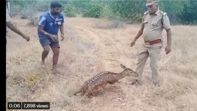 A screengrab of the video of a spotted deer being released into the wild. (@supriyasahuias/Twitter) A screengrab of the video of a spotted deer being released into the wild. (@supriyasahuias/Twitter)
