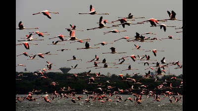 Navi Mumbai environmentalists have now come together to organise the first ever Flamingo Festival in the city on May 14. (HT FILE PHOTO)