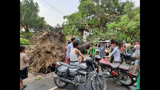 A tree uprooted in front of Barha Railway Colony, in Alambagh, after a dust storm in Lucknow on Thursday evening. (HT Photo)