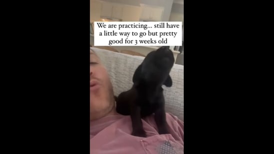 A screengrab of the video of a puppy trying to learn how to howl from its human.(dogsofinstagram/Instagram)