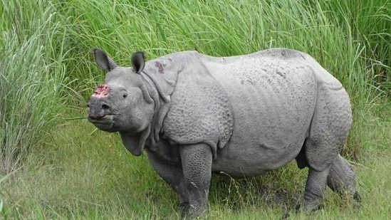 This is the first instance of poaching of a rhino horn using tranquiliser guns in Assam’s Orang.