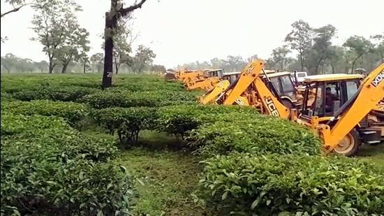 On Wednesday evening, 144 CrPC was imposed in Daloo Tea Estate in Cachar. At around 5am on Thursday, the excavators started uprooting tea bushes. (ANI)