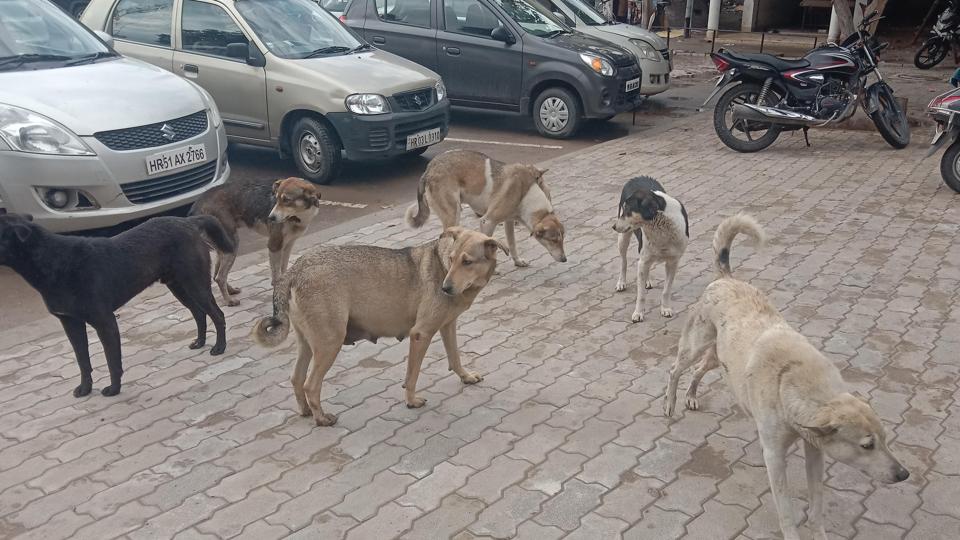As per government data as of mid-March, 1.81 lakh dogs have been sterilised in Bengaluru over the last four years, but government officials said they felt ‘helpless’ over the stray dog menace in the city. (HT Photo, for representation only) As per government data as of mid-March, 1.81 lakh dogs have been sterilised in Bengaluru over the last four years, but government officials said they felt ‘helpless’ over the stray dog menace in the city. (HT Photo, for representation only)