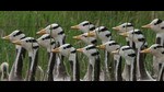 A group of bar-headed geese at Qinghai lake in Tibet. (Getty Images)