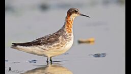 The Red-necked phalarope clicked in Prayagraj. (Sourced)