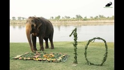 Phoolkali admiring the feast laid out for her.  (HT Photo)