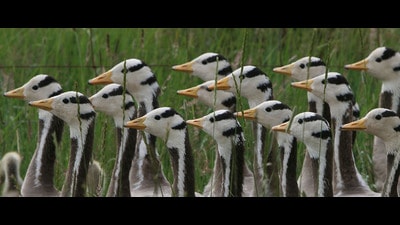 A group of bar-headed geese at Qinghai lake in Tibet. (Getty Images) A group of bar-headed geese at Qinghai lake in Tibet. (Getty Images)