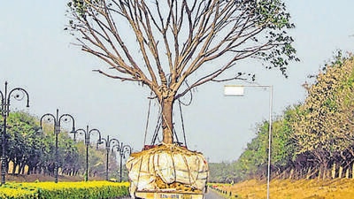Under the compensatory plantation, 10 saplings have to be planted for every tree cut. (Picture for representation only) Under the compensatory plantation, 10 saplings have to be planted for every tree cut. (Picture for representation only)