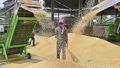 In 2021-22, India exported a record seven MT of wheat worth $2.05 billion. (HT) In 2021-22, India exported a record seven MT of wheat worth $2.05 billion. (HT)