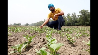 Punjab sees record 77% surge in moong cultivation Punjab sees record 77% surge in moong cultivation