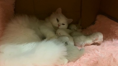 The image, taken from the Reddit video, shows the mama cat and her kittens. (Reddit/@raw-banana)