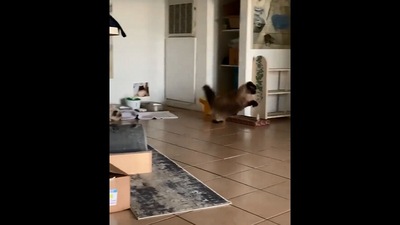 The image, taken from the Instagram video, shows the cat jumping over a random object. (Instagram/@friendly.noodles)