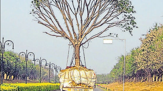 FRI Dehradun to Audit Tree Transplantation in Delhi So Far