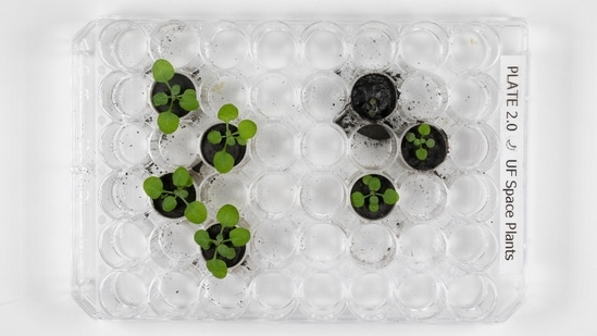 For the first time ever, scientists have grown plants in lunar soil.(@NASA)