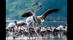 BNHS has tagged six flamingoes from their roosting site in Thane Creek Flamingo Sanctuary, TS Chanakaya, Nerul, with GPS-GSM to track their journey. (HT FILE PHOTO) BNHS has tagged six flamingoes from their roosting site in Thane Creek Flamingo Sanctuary, TS Chanakaya, Nerul, with GPS-GSM to track their journey. (HT FILE PHOTO)