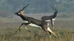 The presence of blackbucks near agricultural land in more than 12 districts is attracting poachers in Madhya Pradesh, a forest official said. (HT FILE PHOTO.) The presence of blackbucks near agricultural land in more than 12 districts is attracting poachers in Madhya Pradesh, a forest official said. (HT FILE PHOTO.)