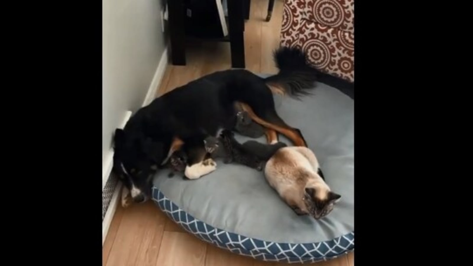 Mama cat makes dog babysit her kittens, pooch’s expression is too cute. Watch | Trending
