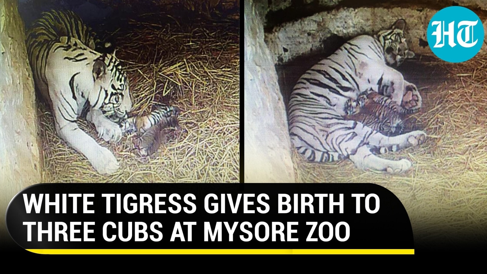 UPDATE: Topeka Zoo's Tiger Cubs Have Mom by the Tail - ZooBorns