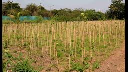 Miyawaki forest with 1.20 lakh trees, of which 90,000 have already been planted, is a part of the plans as Navi Mumbai civic body gives the Jewel of Navi Mumbai a major facelift. (BACHCHAN KUMAR/HT PHOTO)