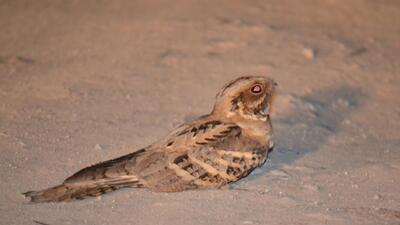 A large-tailed nightjar in the moonlight, Shivalik foothills. (Vikram Jit Singh)