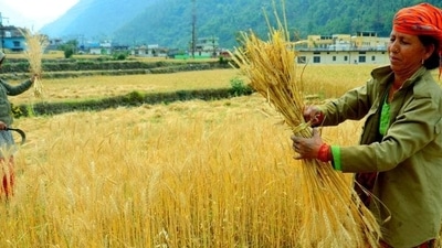 Wheat prices have risen to record levels, rising an annual 6.95% in April, the highest in a decade. (ANI) Wheat prices have risen to record levels, rising an annual 6.95% in April, the highest in a decade. (ANI)
