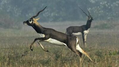 The presence of blackbucks near agricultural land in more than 12 districts is attracting poachers in Madhya Pradesh, a forest official said. (HT FILE PHOTO.) The presence of blackbucks near agricultural land in more than 12 districts is attracting poachers in Madhya Pradesh, a forest official said. (HT FILE PHOTO.)
