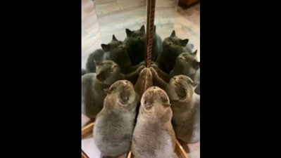 The image is taken from the cat video shared on Reddit with the caption that it is in Multiverse of Catness. (Reddit/@vladgrinch)