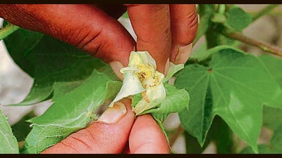 Punjab misses May 15 deadline for cotton sowing for kharif season (HT)