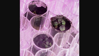 The image was shared by Nasa on Instagram and it shows plants grown in soil from the Moon. (Instagram/@nasa)