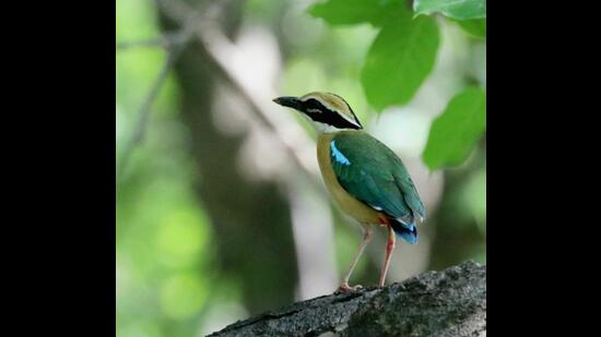 Indian Pitta, also known as Navrang, comes to nest in the Delhi-NCR region.  (Photo: Ramveer)