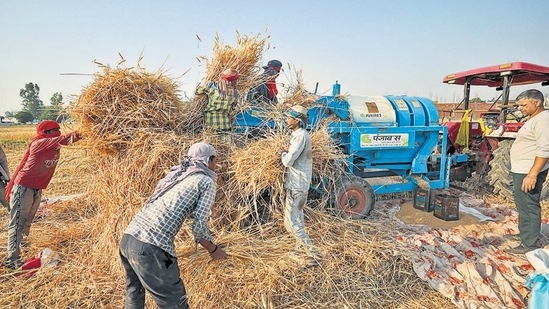 The directorate general of foreign trade modified the country’s wheat export policy through a notification, prohibiting all fresh wheat exports. (PTI file photo)